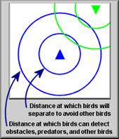 Bird Detection